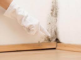 Professional Mold Removal & Remediation in Lake Kerr, FL